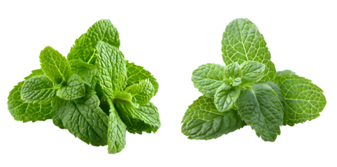 mint leaves isolated on white background
