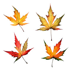 もみじ 紅葉の葉の単体イラスト　背景透過