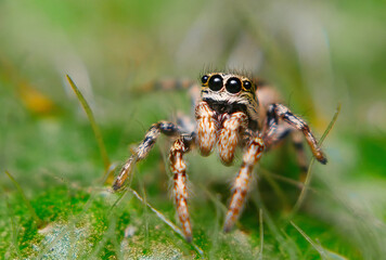 Jumping spider close-up, macro, details, insects of Ukraine, nature, green, beauty