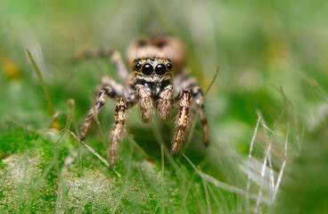 Jumping spider close-up, macro, details, insects of Ukraine, nature, green, beauty