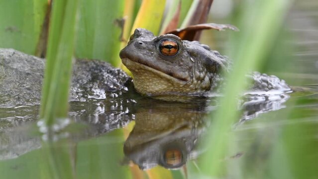 Common toad Bufo bufo on the water surface. Detailed blinking eye. Transparent eyelid.
