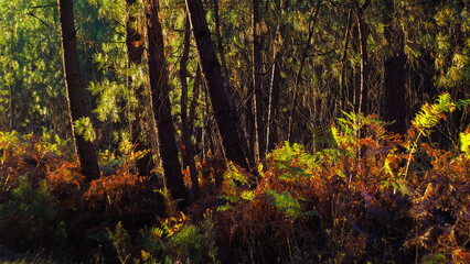 Forêt des Landes de Gascogne, pendant le crépuscule