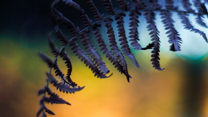 Forêt des Landes de Gascogne, pendant le crépuscule