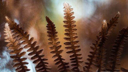 Forêt des Landes de Gascogne, pendant le crépuscule