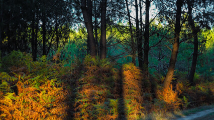 Forêt des Landes de Gascogne, pendant le crépuscule