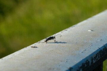 Kleiner Eichbock Käfer, Cerambyx scopolii auf einem Geländer