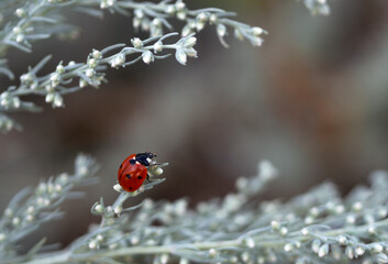Ladybug close-up, macro, details, insects of Ukraine, nature, green, beauty, red, flying