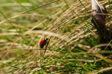 Ladybug close-up, macro, details, insects of Ukraine, nature, green, beauty, red, flying