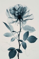 Aesthetic botanical x-ray of rose. white and black
