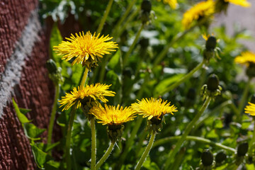 Yellow flowers of dandelions in green backgrounds. Spring and summer background