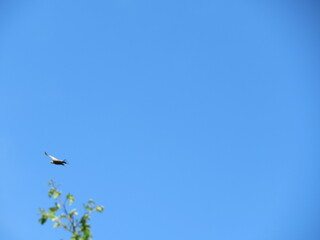 The precious image of vultures a large animal