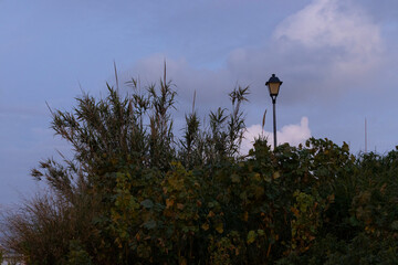 Streetlight glass lamp on post in bushes on a calm evening at dusk