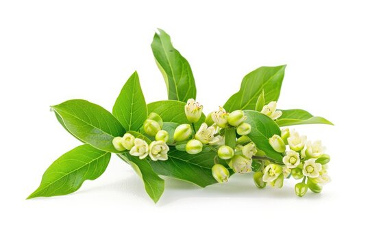 Fresh Green Litsea Cubeba Spice on White Background - Natural Herbal Medicine from China