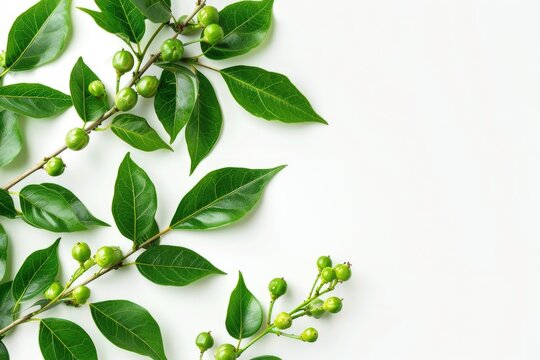 Natural Litsea Cubeba: A Fresh Summer Herbal Medicine from China, with Green Leaves and Flowers