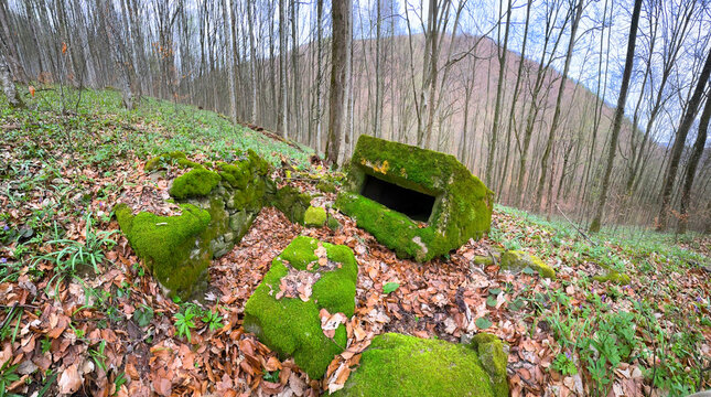 2 World War Arpad Line in the Carpathians -Hungary, now Ukraine. In the beech forest of Transcarpathia, old trenches and dugouts, reinforced concrete hexagonal small pillboxes with an embra