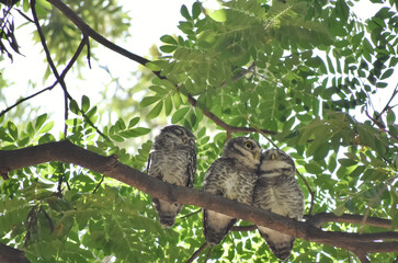 A closeup picture of three spotted owl lets sitting on a bark of a tree.
