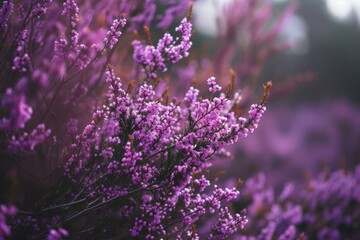 Fototapeta premium Breathtaking display of enchanting purple heather blooms in a natural setting, showcasing their delicate beauty in soft focus with dreamy bokeh