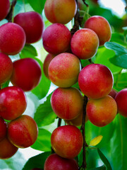 A close-up of cherry plums on a tree, showcasing their vibrant red color. Ideal for content related to healthy eating and nutrition.