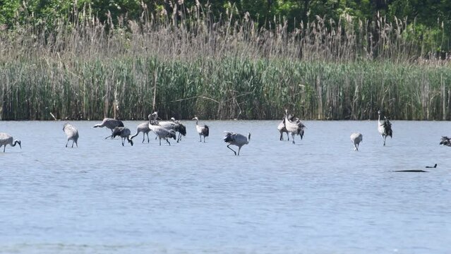 Large flock of giant and rare bird Grus grus aka Common crane in the pond in Czech republic.