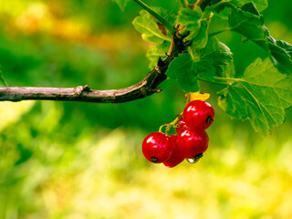 Dew-kissed red berries dangle from a tree branch surrounded by vibrant leaves, highlighting the...