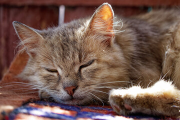 A close-up of a cat with grey fur, resting on a colorful woven rug, eyes nearly closed, exuding a...
