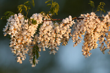 Branch with Robinia pseudoacacia flowers shot close up in soft morning light