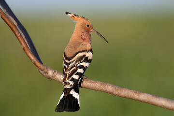 Adult male Eurasian hoopoe (Upupa epops) shot close-up during mating season sitting on a nut branch...