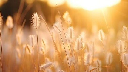 Obraz premium Soft focus of grass flowers with sunset light, peaceful and relax natural beauty