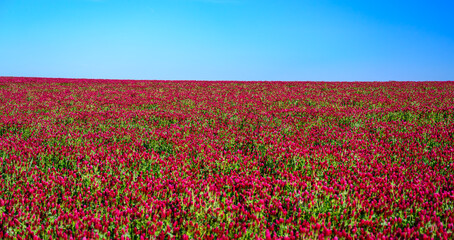 purple clover, clover, carnation, field, grain, may, sun, blue sky, landscape, horizon, south moravia, Czech republic, flower, nature, flowers, pink, plant, spring, flora, color, beautiful, season, 