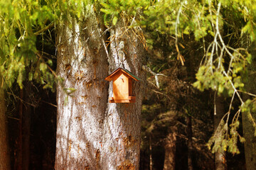 Birdhouse on a pine  tree