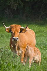 Obraz premium Brown cow in a green meadow nursing her calf