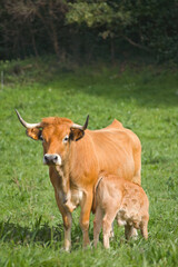 Brown cow in a green meadow nursing her calf