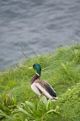 Duck on the sea