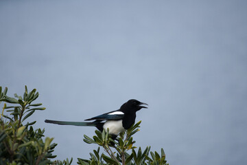 Magpie resting at the top of a tree