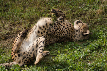 Cheetah resting lying on the grass