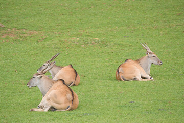 Eland Antelopes grazing and resting in a green meadow