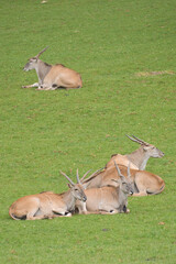 Eland Antelopes grazing and resting in a green meadow
