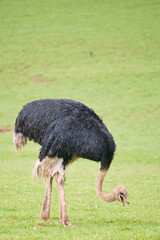 Ostrich feeding and resting in a green meadow