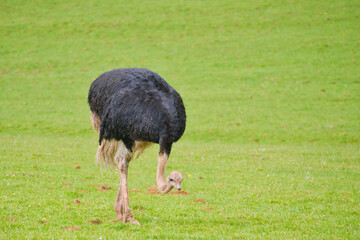Ostrich feeding and resting in a green meadow