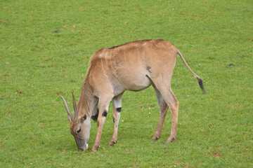 Eland Antelopes grazing and resting in a green meadow