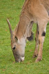 Eland Antelopes grazing and resting in a green meadow