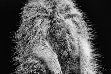 black and white close-up of a meerkat's fur