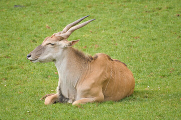 Eland Antelopes grazing and resting in a green meadow