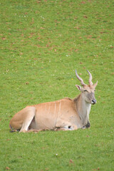 Eland Antelopes grazing and resting in a green meadow