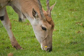 Eland Antelopes grazing and resting in a green meadow