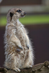 meerkat observing the horizon