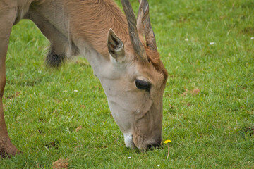 Eland Antelopes grazing and resting in a green meadow
