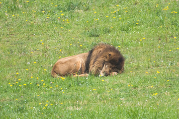 lion sleeping in a green meadow
