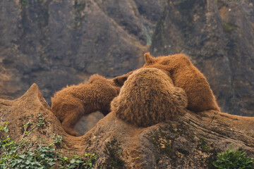 group of young bears playing in the mountains