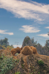 group of young bears playing in the mountains